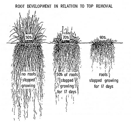 root development