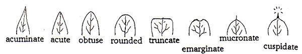 acuminate acute obtuse rounded truncate emarginate mucronate cuspidate