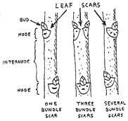leaf scars bundle scars node internode