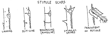 stipule scars