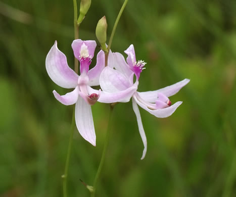 Pale Grass-pink (Calopogon pallidus)