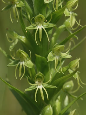 Water-spider Orchid, Floating Orchid (Habenaria repens)