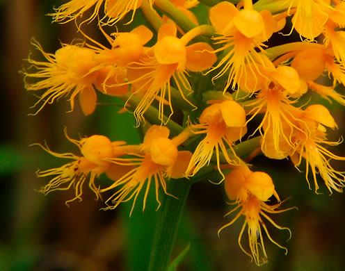 Crested Fringed Orchid, Golden Fringed Orchid (Habenaria cristata, Platanthera cristata)