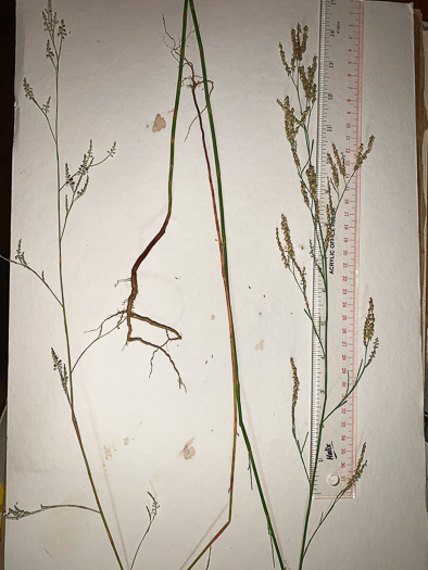 Polygonella gracilis, Wireweed, Tall Jointweed