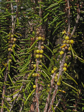 image of Ceratiola ericoides, Florida Rosemary, Sandhill Rosemary, Sand Heath