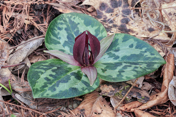 image of Trillium delicatum, Ocmulgee Trillium, Oaky Woods Trillium