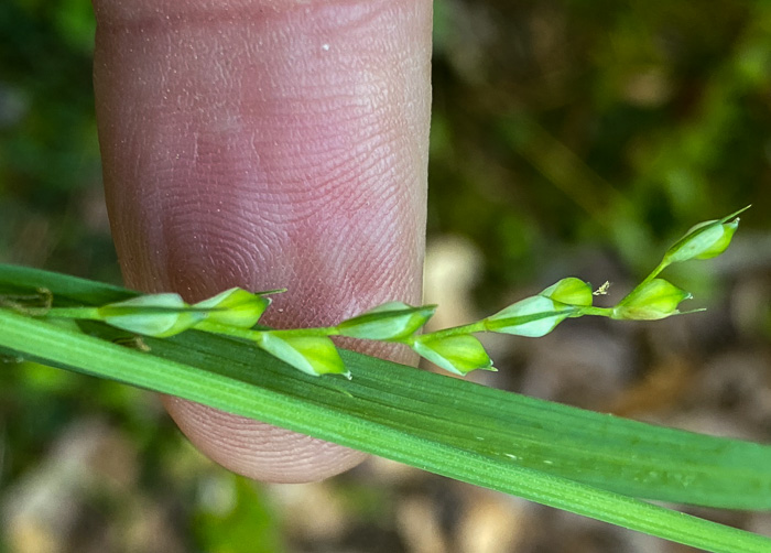 image of Carex radfordii, Radford's Sedge