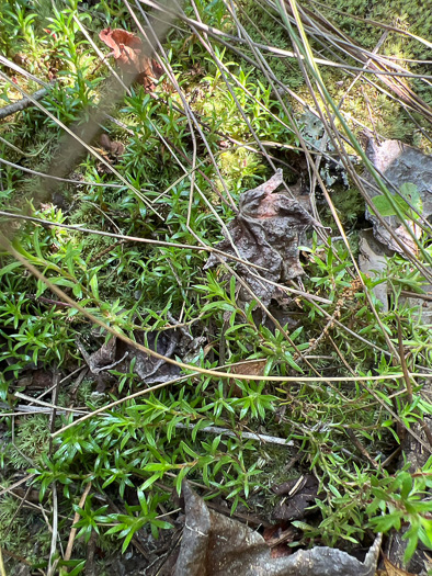 Pyxidanthera barbulata var. brevifolia, Sandhills Pyxie-moss, Wells' Pyxie-moss, Little Pyxie