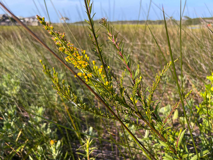 Solidago mexicana, Southern Seaside Goldenrod