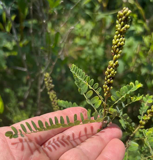 image of Amorpha georgiana, Georgia Indigo-bush