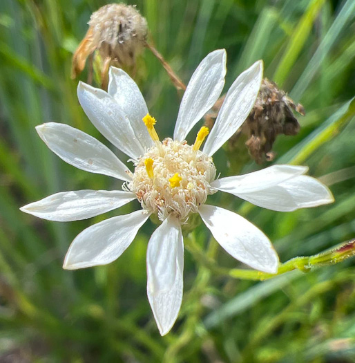 image of Solidago ptarmicoides, Prairie Goldenrod, White Prairie-goldenrod, Upland White Aster