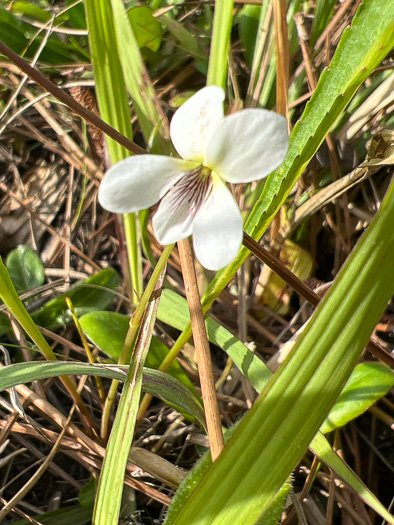 Viola vittata, Strapleaf Violet, White Bog Violet, Southern Water Violet