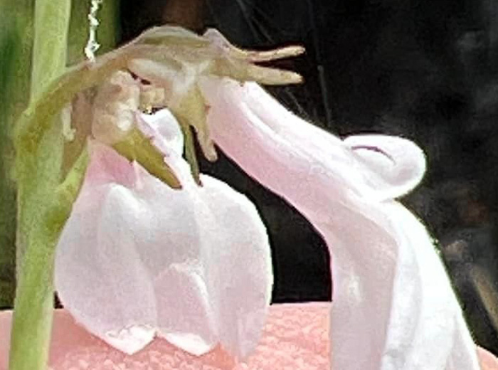 image of Lobelia floridana, Florida Lobelia