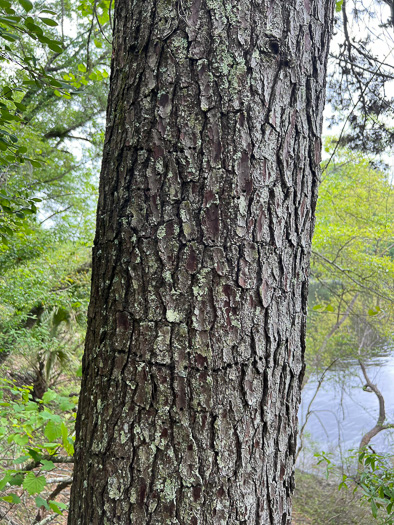 image of Pinus glabra, Spruce Pine, Walter's Pine
