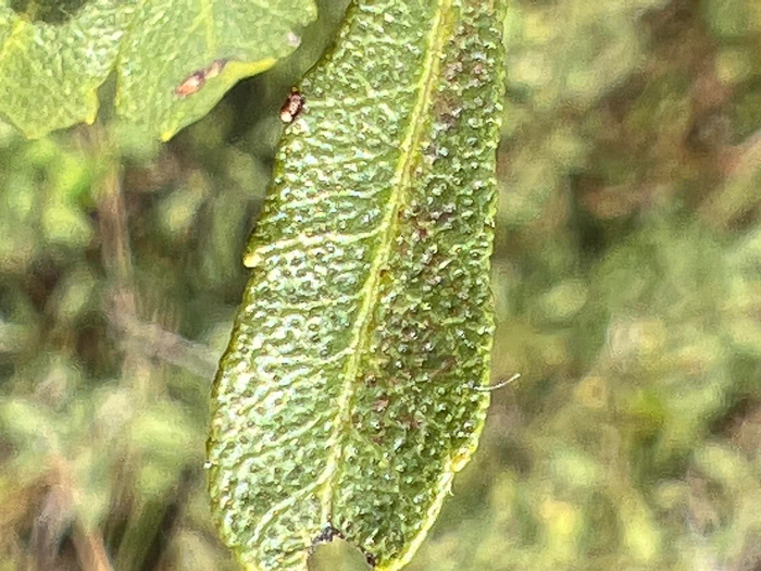 image of Morella pumila, Dwarf Wax-myrtle, Dwarf Bayberry