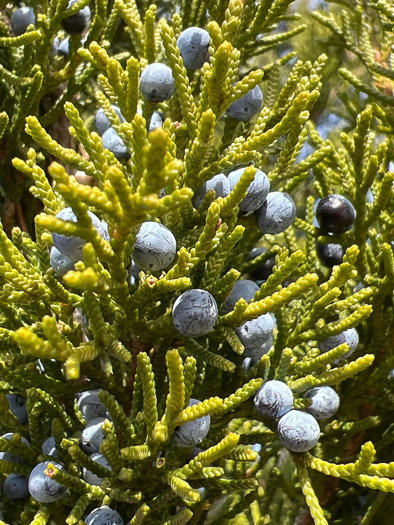 Juniperus silicicola, Southern Red Cedar, Coastal Red Cedar
