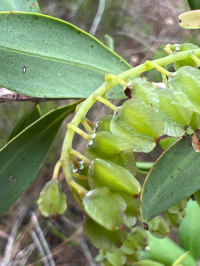 Cliftonia monophylla, Buckwheat-tree, Black Titi, Buckwheat-bush
