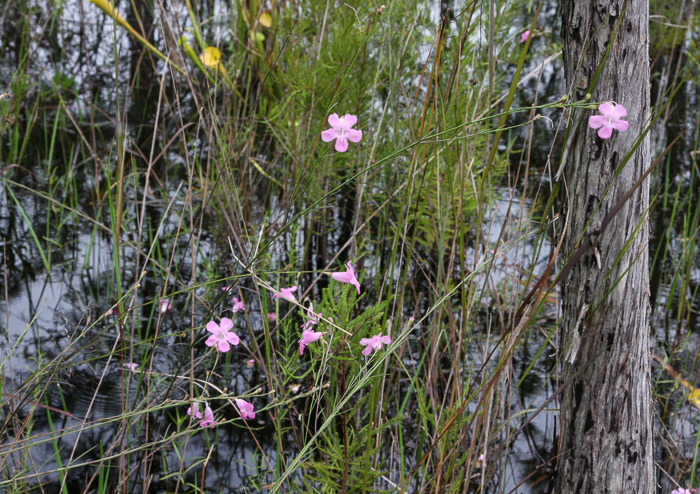 image of Agalinis linifolia, Flaxleaf Gerardia, Scaleleaf Agalinis, Flaxleaf False Foxglove, Flaxleaf Agalinis