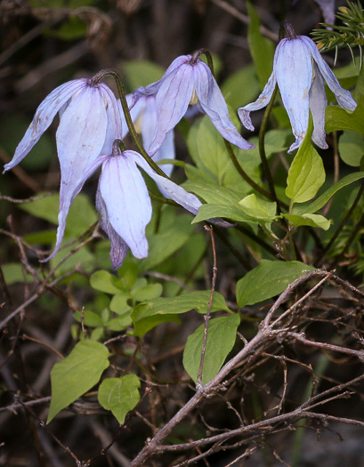 image of Clematis occidentalis var. occidentalis, Mountain Clematis, Purple Clematis