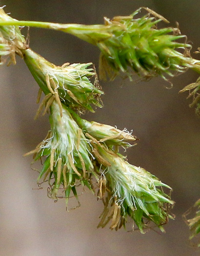 Carex tenera, Slender Sedge, Quill Sedge