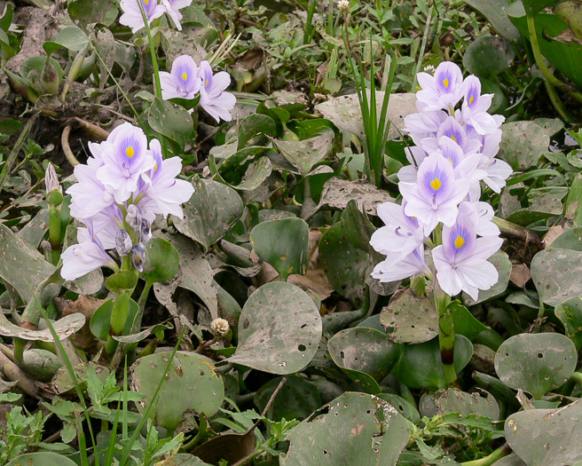 Oshuna crassipes, Water-hyacinth
