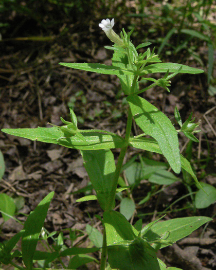 image of Gratiola neglecta, Mud-hyssop, Mud Hedge-hyssop, Clammy Hedge-hyssop