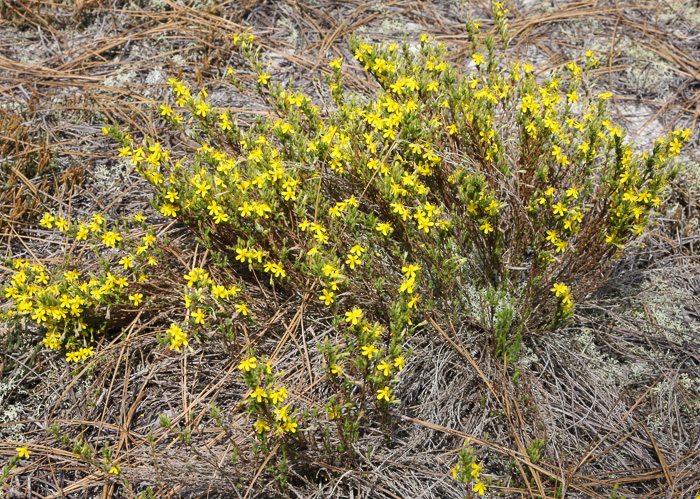 image of Hudsonia ericoides, Northern Golden-heather