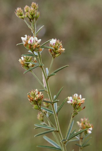 Lespedeza angustifolia, Narrow-leaved Lespedeza, Narrowleaf Bush-clover