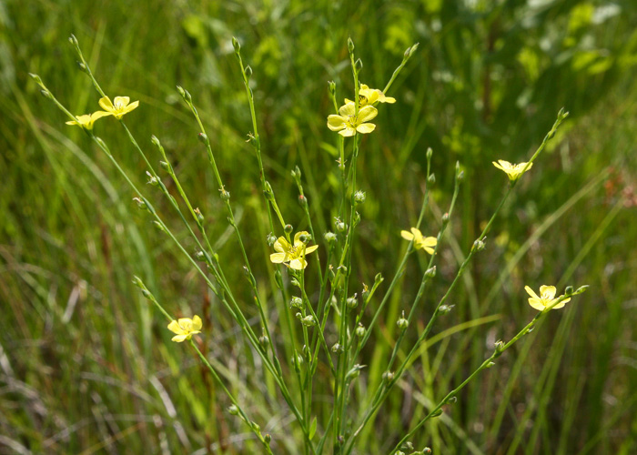 Linum curtissii, Texas Yellow Flax, Stiff Yellow Flax, Spreading Flax, Texas Flax