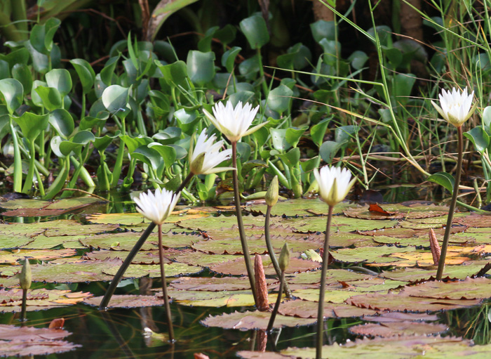 Nymphaea elegans, Tropical Blue Water-lily