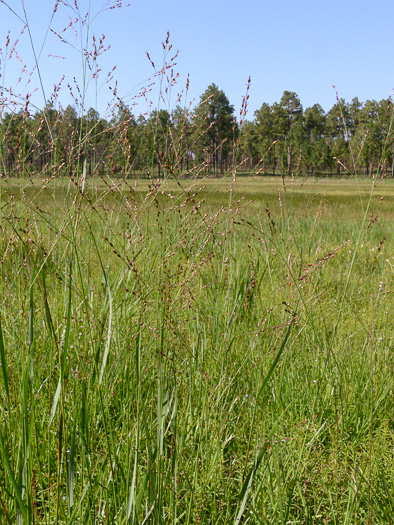 image of Panicum virgatum var. cubense, Blunt Switchgrass, Savanna Panicgrass, Blunt Panicgrass