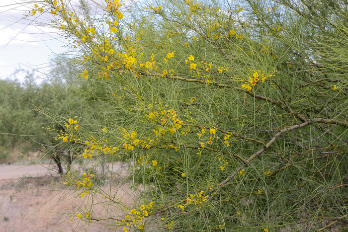 image of Parkinsonia aculeata, Jerusalem Thorn, Crown-of-Thorns, Horse-bean, Mexican Palo Verde