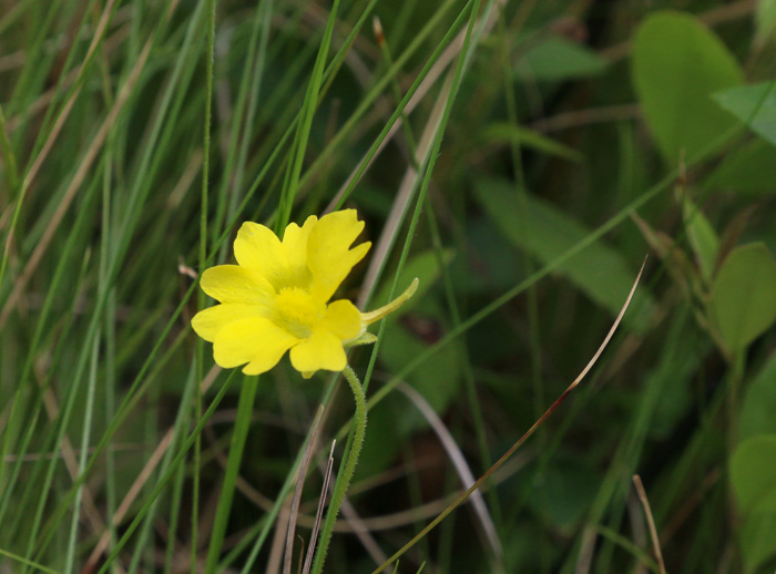 Pinguicula lutea, Yellow Butterwort