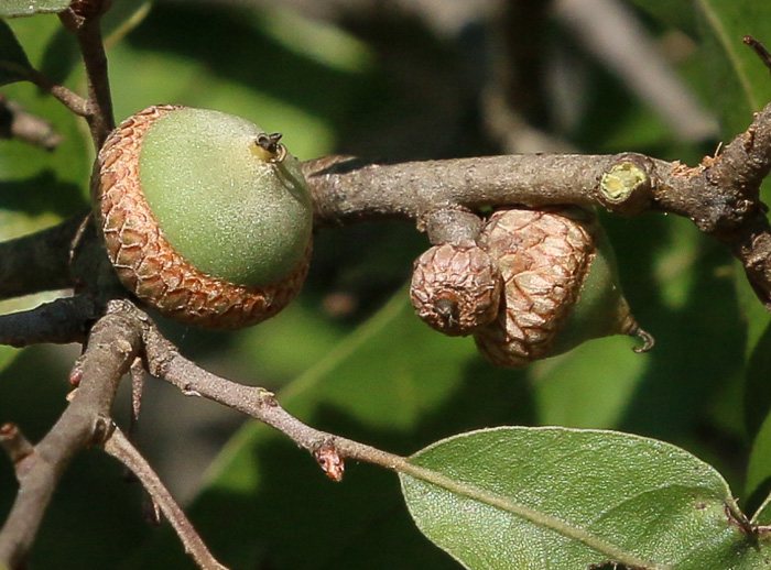 image of Quercus incana, Bluejack Oak