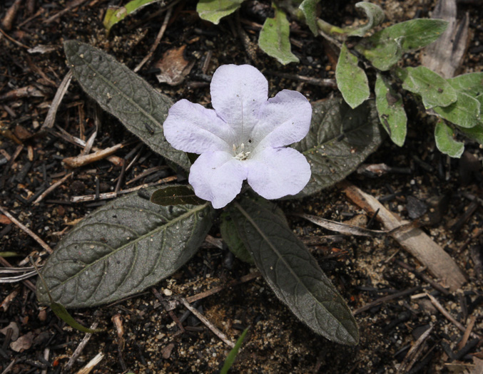 Ruellia ciliosa, Sandhills Wild-petunia, Dwarf Wild-petunia