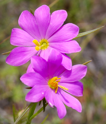 image of Sabatia gentianoides, Pinewoods Rose-gentian, Pinewoods Rose-pink