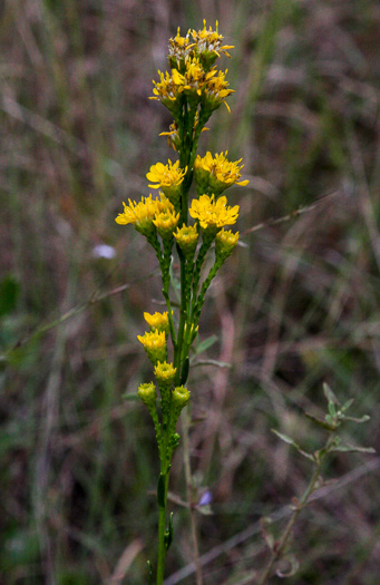 Solidago pulchra, Carolina Goldenrod, Beautiful Goldenrod