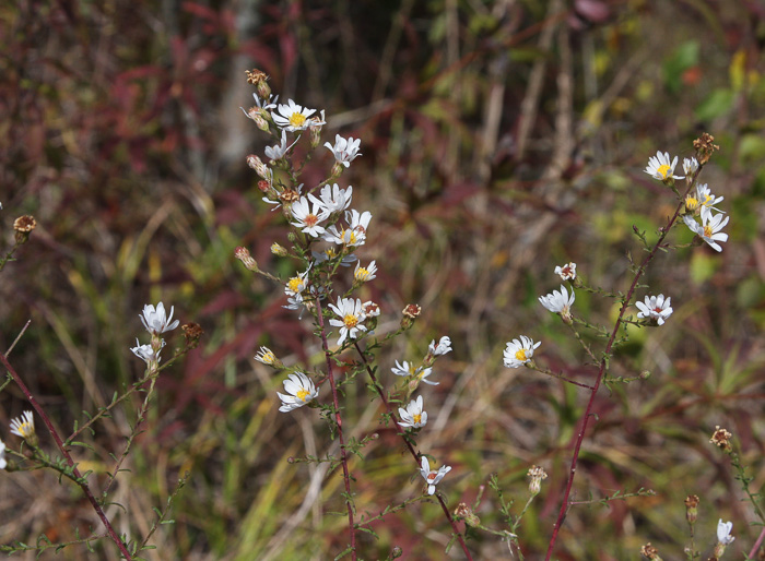 image of Symphyotrichum racemosum var. racemosum, Small White Aster