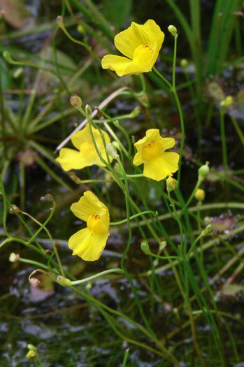 image of Utricularia biflora, Longspur Creeping Bladderwort, Twoflower Bladderwort
