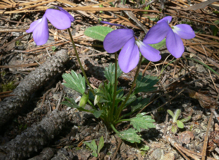 Viola pedata var. flabellata, Sandhills Birdsfoot Violet