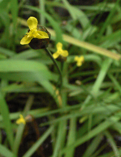 image of Xyris difformis, Flatstem Yellow-eyed-grass, Bog Yellow-eyed-grass
