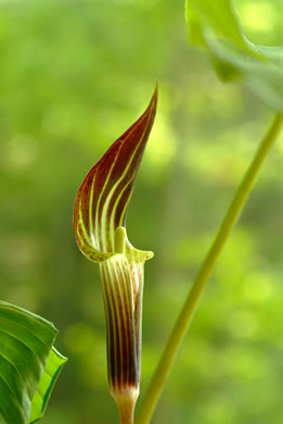 Common Jack in the Pulpit