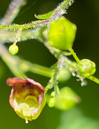 image of Scrophularia marilandica, Eastern Figwort, Carpenter's Square, Late Figwort