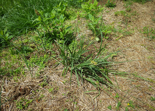 Carex gravida, Heavy Sedge, Pregnant Sedge