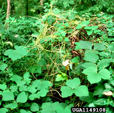 image of Cuscuta japonica, Japanese Dodder