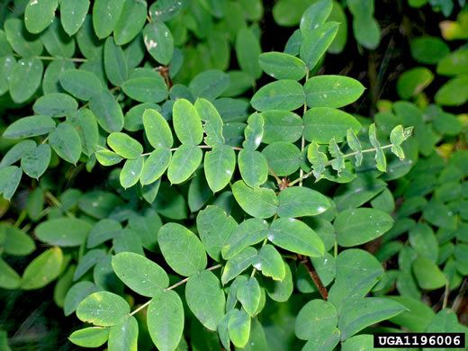 Caragana arborescens, Siberian Pea Shrub, Siberian Pea Tree