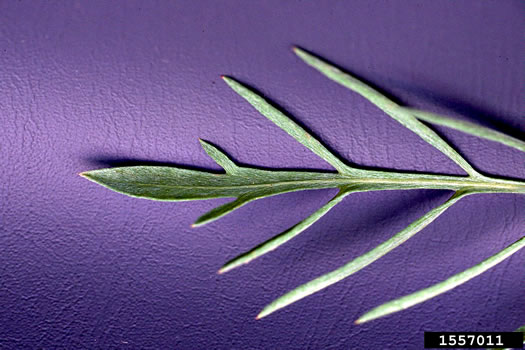 image of Centaurea stoebe ssp. micranthos, Spotted Knapweed, Bushy Knapweed