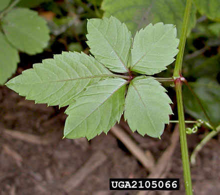 image of Causonis japonica, Bushkiller, Sorrel Vine