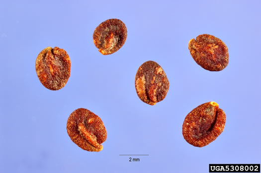 image of Lonicera tatarica, Tatarian Honeysuckle