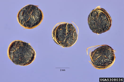 image of Paederia foetida, Skunkvine